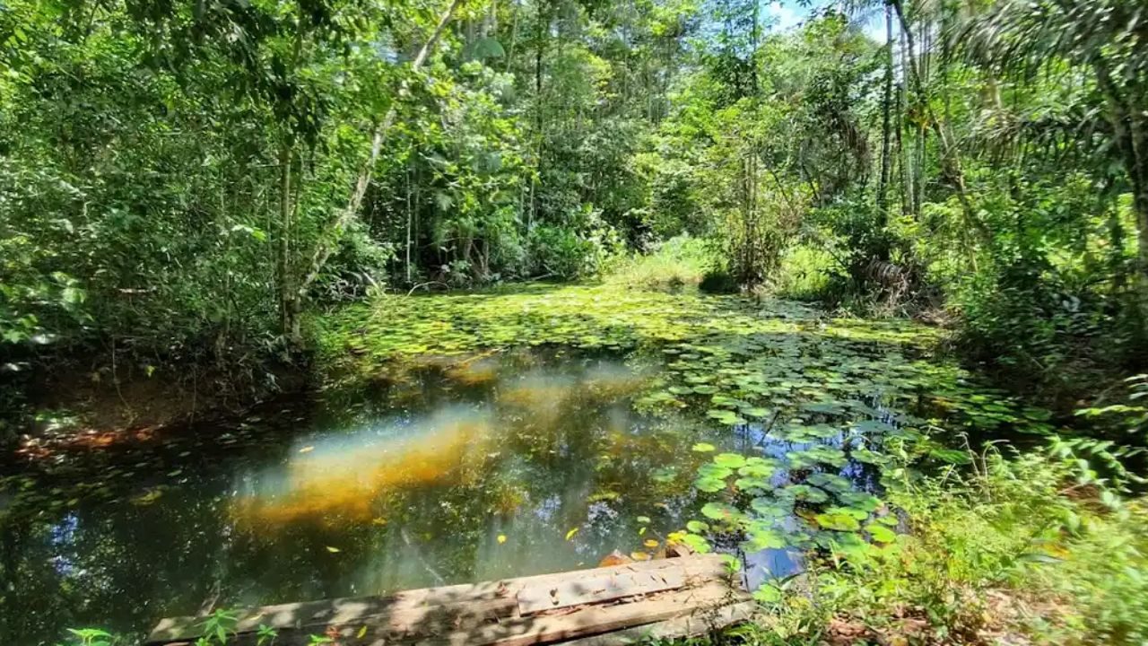 Plataforma digital agrega dicas e rotas de turismo na Amazônia