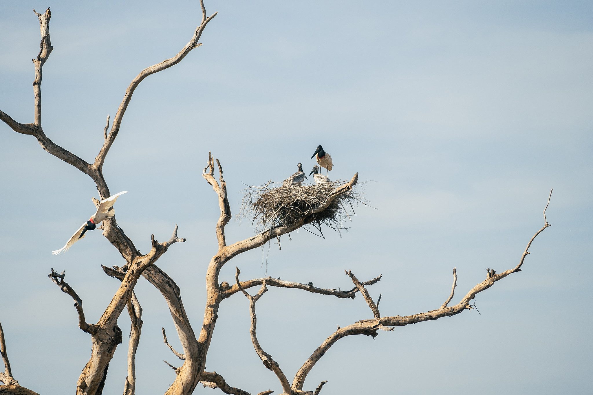 Global BirdFair 2025: Em ação inédita, Embratur participa da feira de birdwatching britânica e fortalece segmento no Brasil